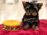 Safkan mini yorkshire terrier erkek yavru @catboyssss da