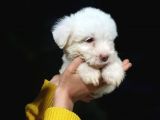 Maltese Terrier Dişi Yavrularımız Sizlerle