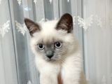 4 aylık erkek scottish blue point kedim sabiplendirelecektir 