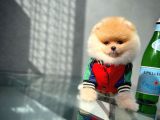 Gülen Surat Yakışıklı Pomeranian Boo Oğlumuz ROCKY