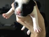 Muhteşem French Bulldog Bebekler