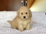 TOY POODLE 