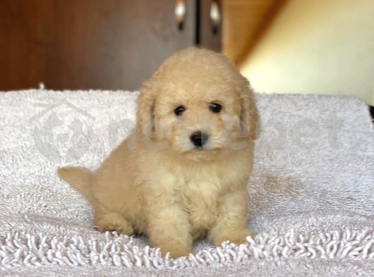 TOY POODLE 