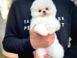 Sevgilinize Değer Pomeranian Boo yavrumuz 