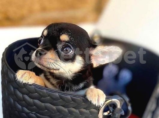 Chihuahua yavru köpek