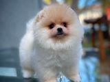 Sevdiğinize Özel Pomeranian Boo yavrumuz 
