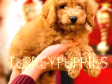RED TOY POODLE 