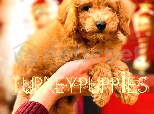 Red Toy Poodle 