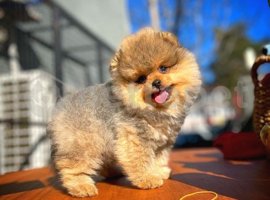 En Tatlısından Gülenyüz Pomeranian Boo yavrumuz 
