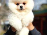 Orjinal Güleryüzlü Pomeranian Boo yavrumuz 