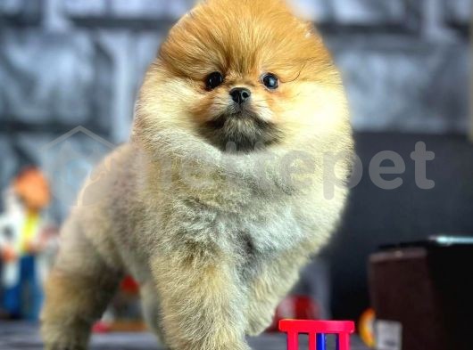 Irk Ve Sağlık Garantili Pomeranian Boo Yavrularımız 