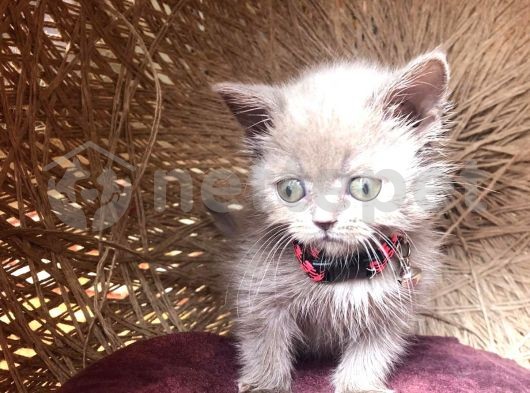 British Shorthair Gri Ve Lilak Erkek  Yavru