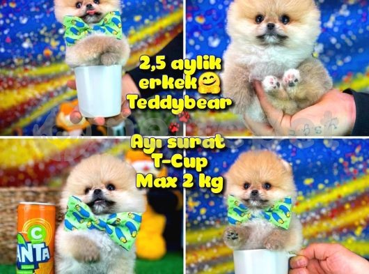 Safkan T-Cup Teddybear ayı surat Pomeranian oğlumuz CEVİZ / YAVRUPATİLER