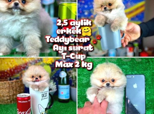 Safkan T-Cup Teddybear ayı surat Pomeranian oğlumuz Paku