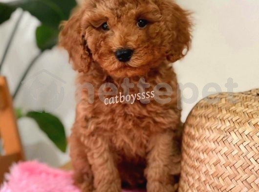 Minyatür Kızıl Renk Erkek Toy Poodle Yavru @Catboyssss Da