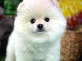 Dünya Tatlısı Pomeranian Boo yavrumuz 