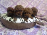 Red ve red brown toy poodle yavrularımız orjinal mini boyut 