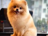 En Güzelinden Pomeranian Boo 