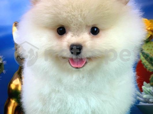 En Tatlısından Pomeranian Boo yavrumuz 