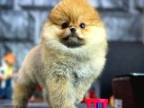 En Güzel Günlerinize Pomeranian Boo yavrumuz 