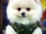 Güzeller güzeli Oyuncu Pomeranian Boo yavrumuz 