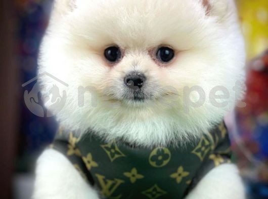 Güzeller güzeli Oyuncu Pomeranian Boo yavrumuz 
