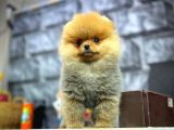 Safkan En Güzelinden Pomeranian Boo yavrumuz 