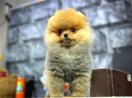 Safkan En Güzelinden Pomeranian Boo yavrumuz