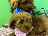 Red brown toy poodle yavrular 