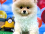 Pomeranian Boo Güzel Dostumuz