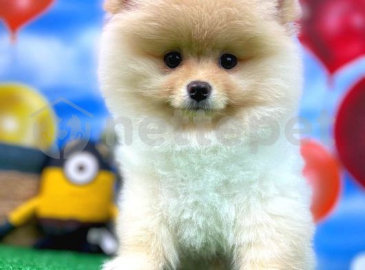 Pomeranian Boo Güzel Dostumuz