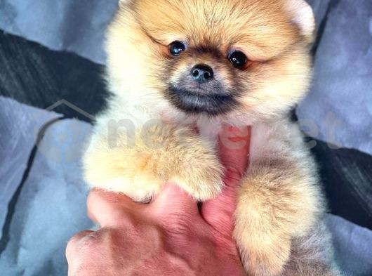 En Şekerinden Pomeranian Boo yavrumuz 