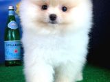 Parlayan Güzellikte Pomeranian Boo 
