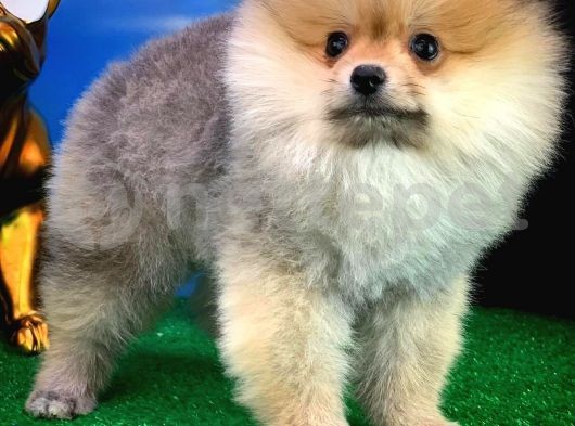Pomeranian Boo Tatlı Dostumuz