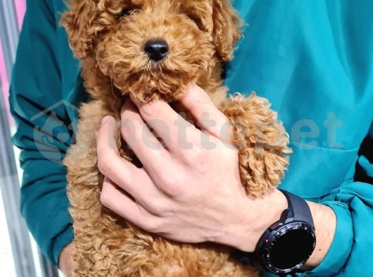 Toy Poodle Secereli 