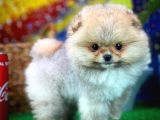 Irkının En Küçük Ebatında TeacupBoy Pomeranian Oğlumuz/ İnstagram: pomeranianboodunyasi_