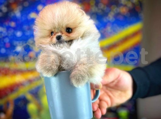 Teacup Teddy Bear Pomeranian Boo Yavrumuz