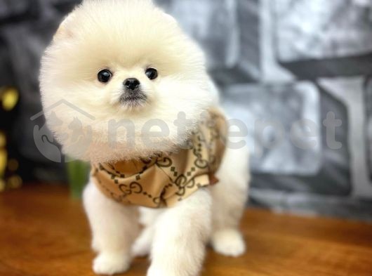 nettepet com evcil hayvan sahiplendirme platformu