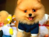 MiniBoy PomeranianBoo Yavrularımızdan/ İnstagram: pomeranianboodunyasi_