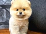 En Tatlısından Pomeranian Boo