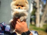 Orjinal Güzellikte Pomeranian Boo