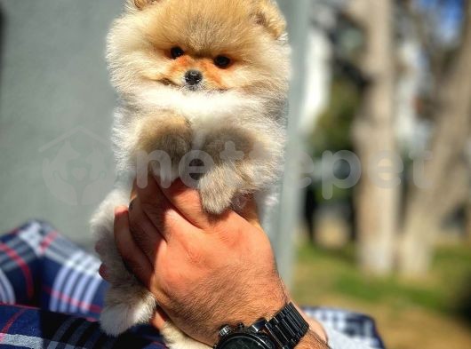 Orjinal Güzellikte Pomeranian Boo