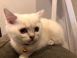 British Shorthair BEYAZ renkli mavi gözlü yavru kedi