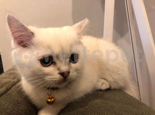 British Shorthair BEYAZ renkli mavi gözlü yavru kedi