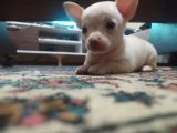 Chihuahua 2 aylık 