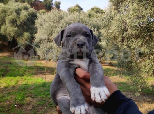 ✅Orjinel American Bully Yavrularımız✅