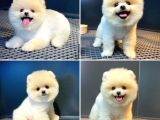 Güler yüzlü sevimli Pomeranian Boo yavrumuz