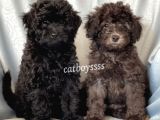 Silver & black toy poodle yavrularımız @catboyssss da