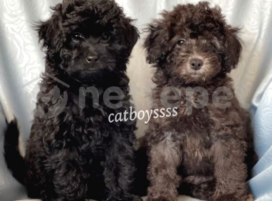 Silver & black toy poodle yavrularımız @catboyssss da
