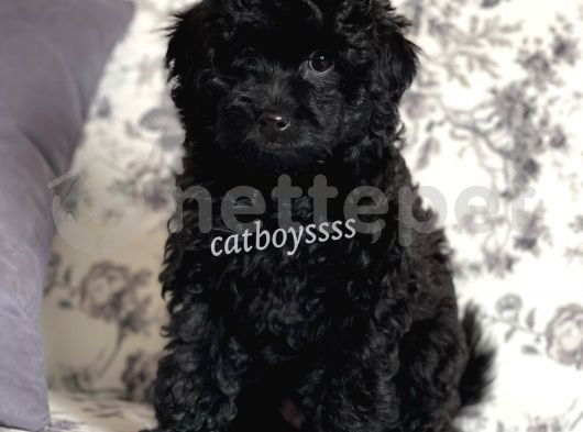 Black (siyah) dişi toy poodle yavru @catboyssss da